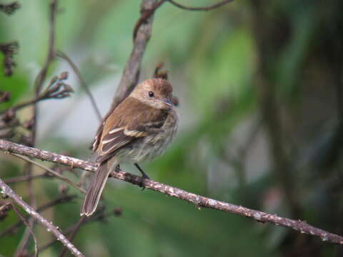 Image of Bran-colored Flycatcher