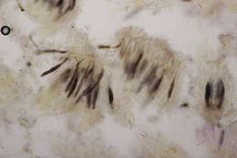 Image of Peniophora incarnata (Pers.) P. Karst. 1889