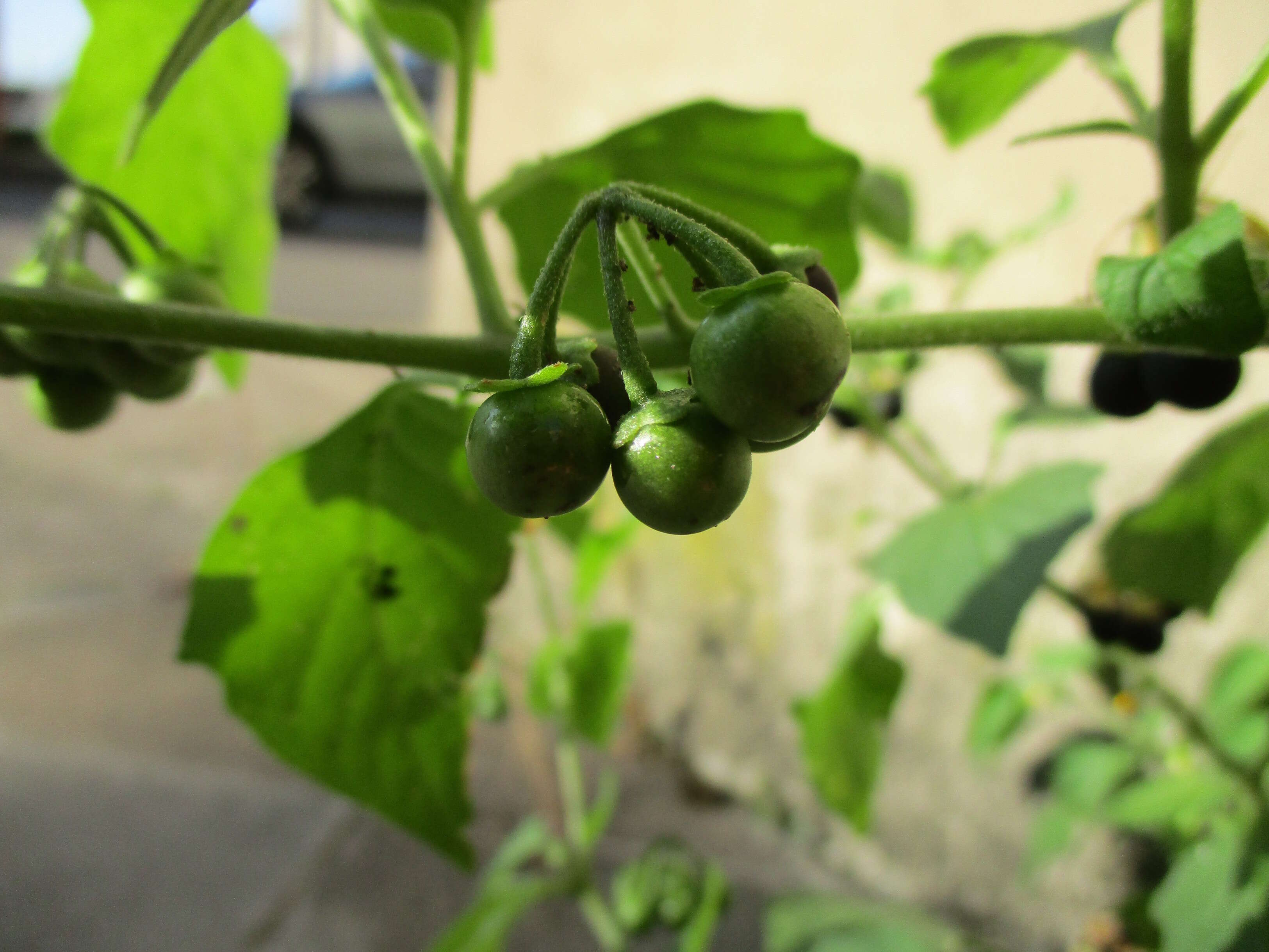 Plancia ëd Solanum nigrum L.