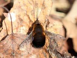 Image of Dotted bee-fly