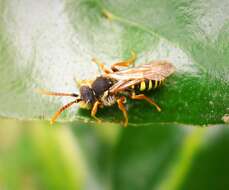 Image of Nomada goodeniana (Kirby 1802)