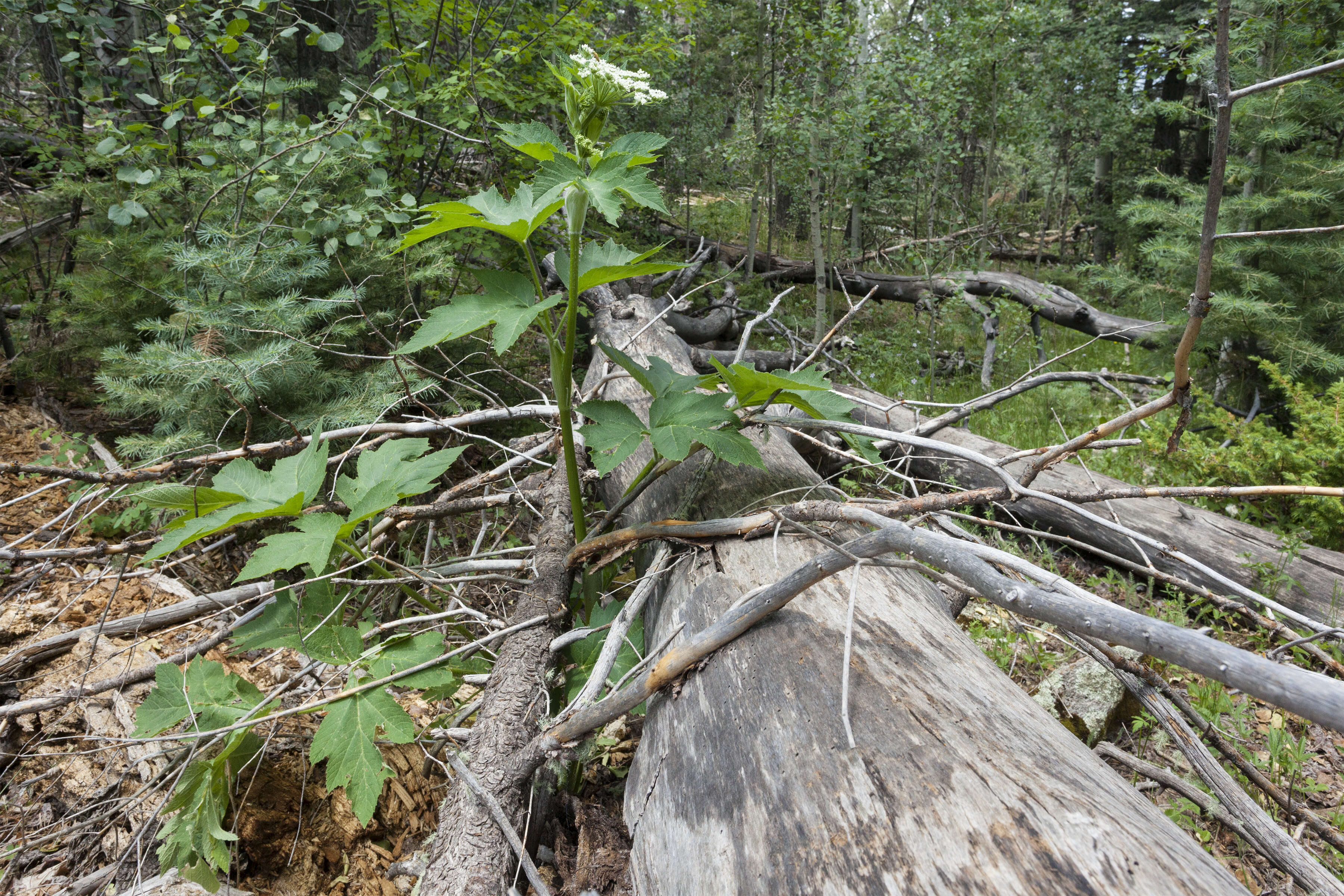 Plancia ëd Heracleum sphondylium subsp. montanum (Schleicher ex Gaudin) Briq.