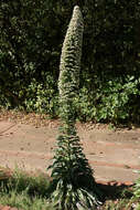 Image of Echium simplex DC.