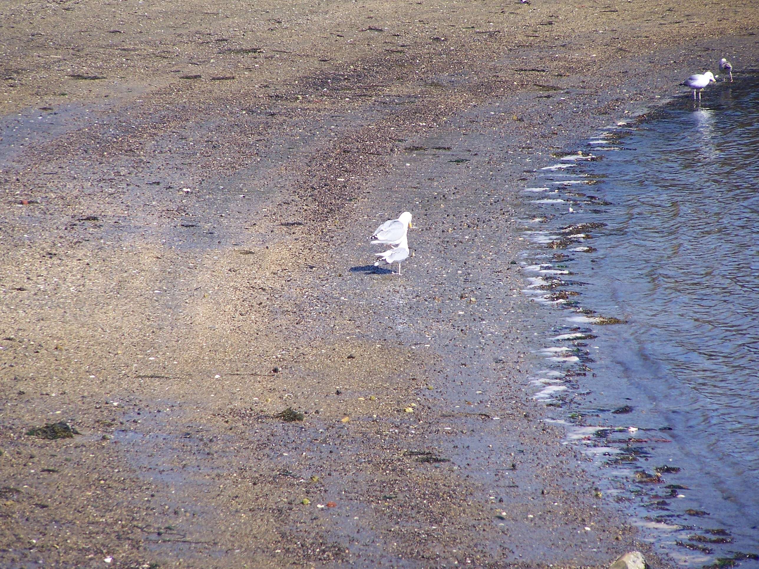 Image of American Herring Gull