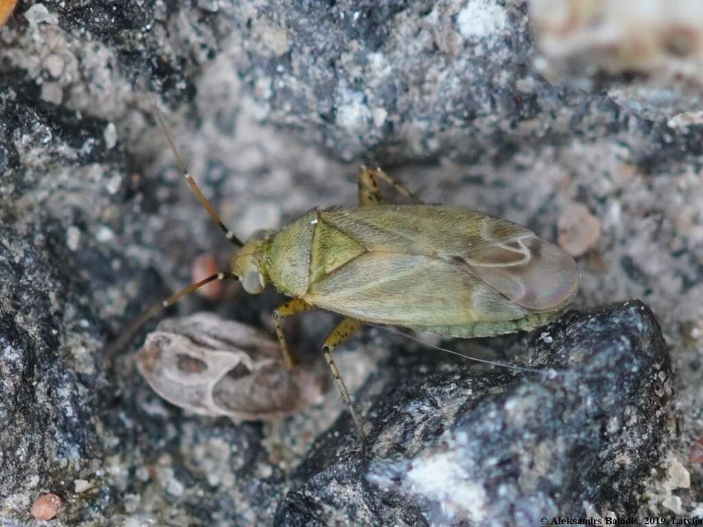 Plagiognathus chrysanthemi (Wolff 1804)的圖片