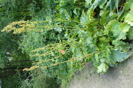 Image of garden rhubarb