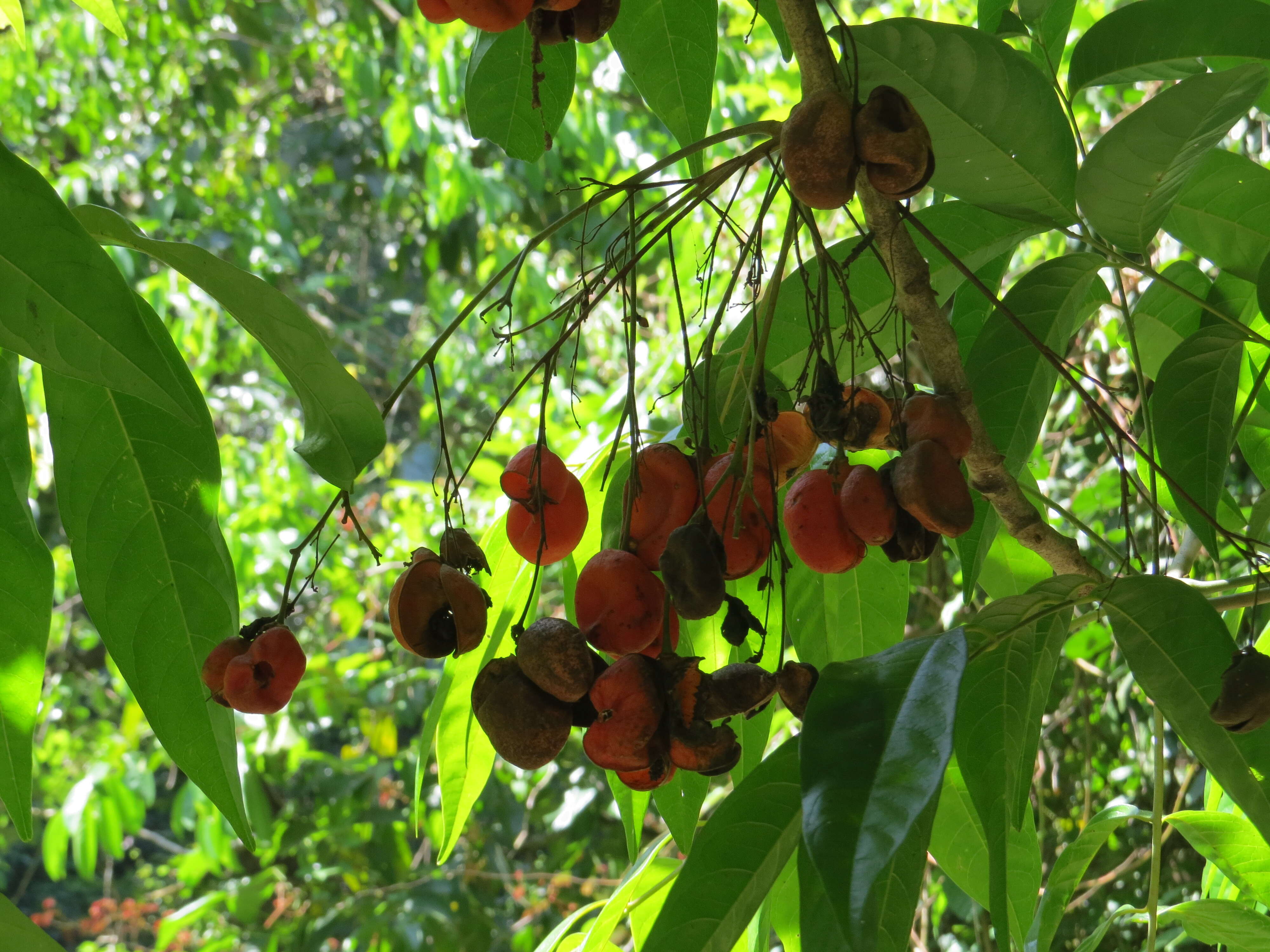 Image of tulip-wood tree