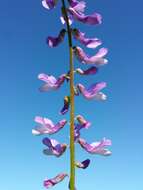 Imagem de Vicia tenuifolia Roth