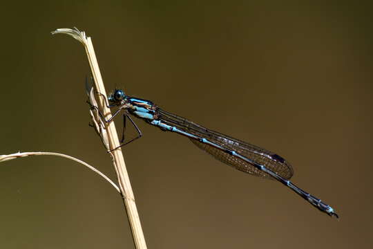 Sivun Austrolestes colensonis (White ex White & Gardiner Butler 1846) kuva