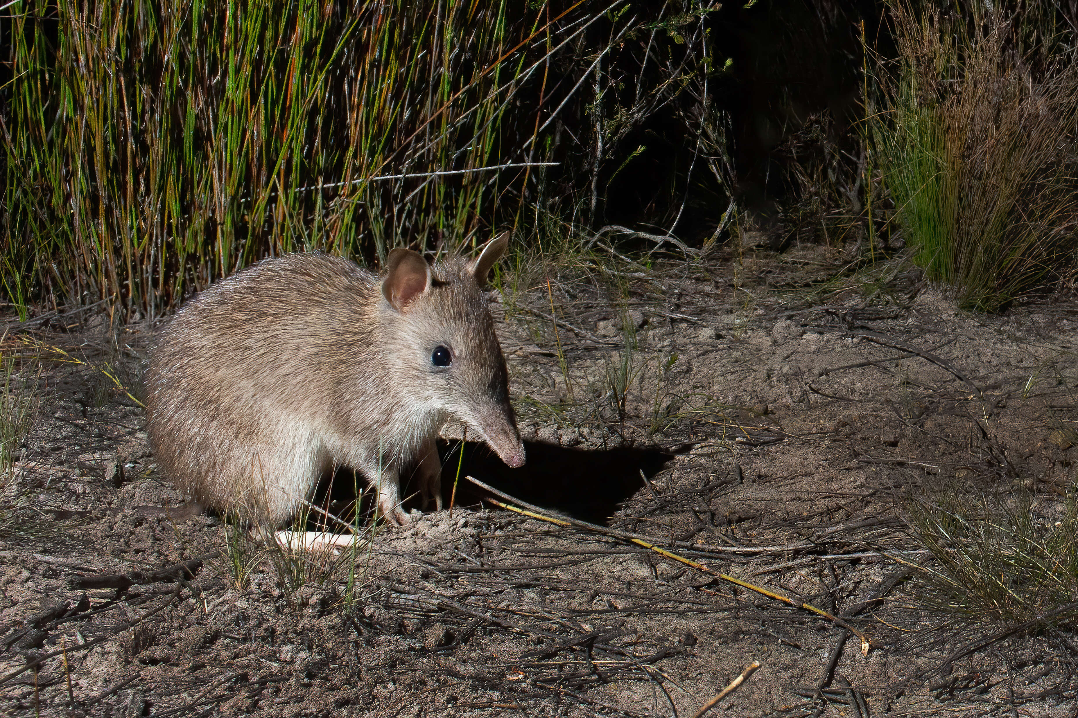 Image of Long-nosed Bandicoot