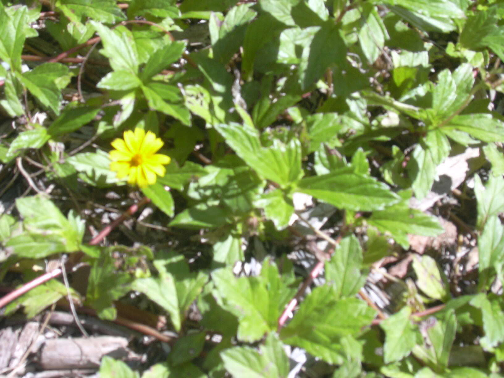 Image of Bay Biscayne creeping-oxeye