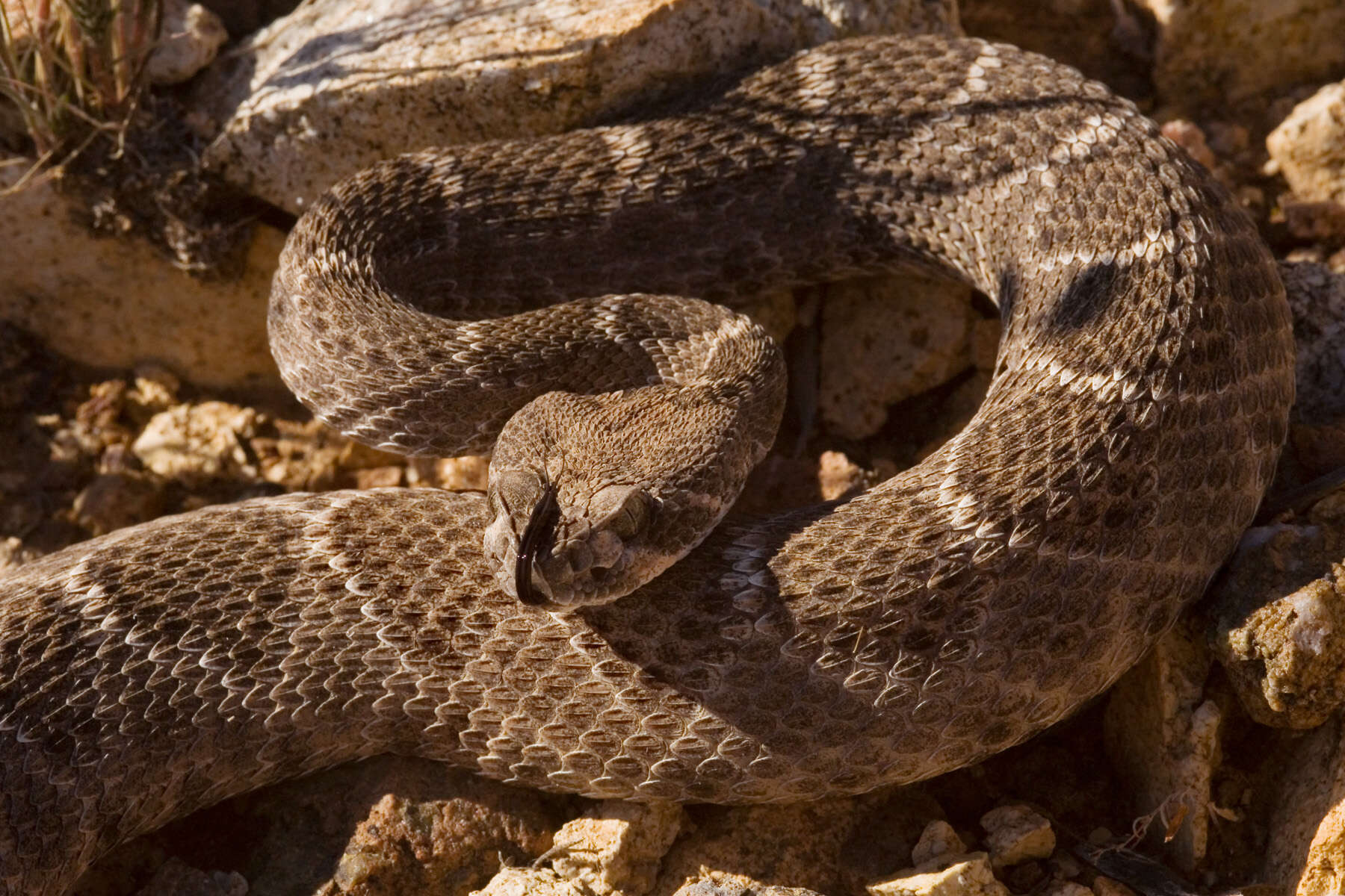 Image of Western Diamond-backed Rattlesnake