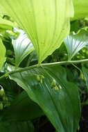 Image de Polygonatum biflorum (Walter) Elliott