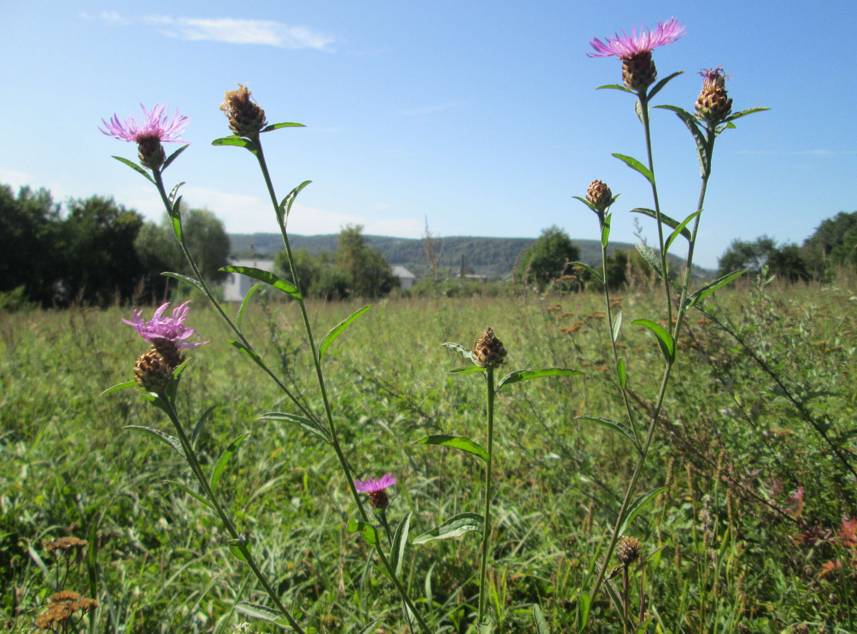 Image of brown knapweed