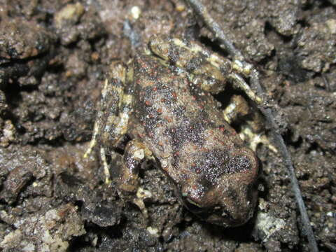 Image of Black Spiny-chest Frog