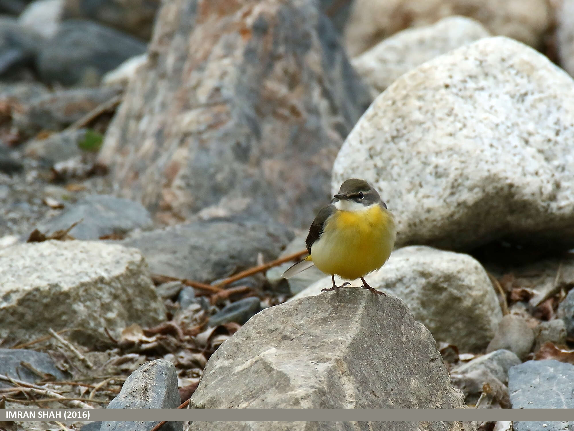 Image of Grey Wagtail