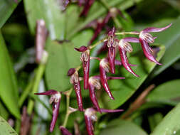 Image of Stelis megachlamys (Schltr.) Pupulin