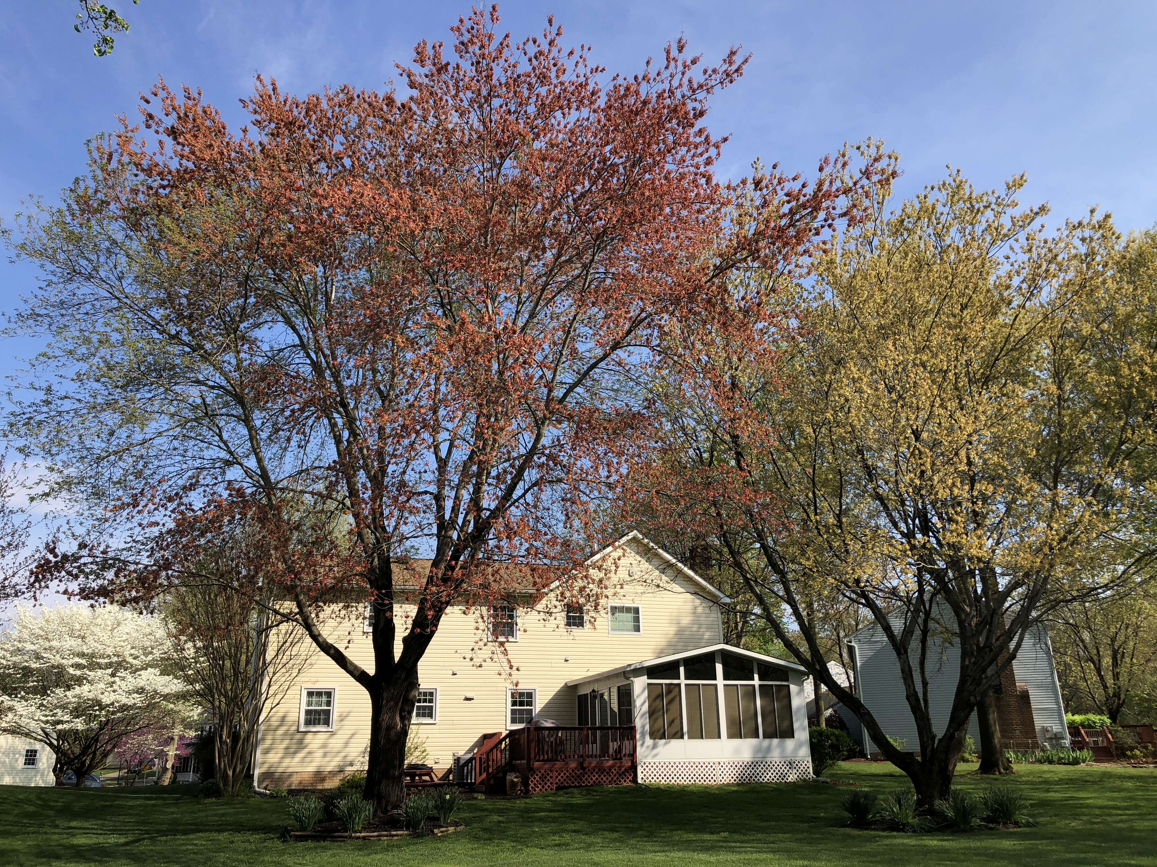 Image of Red Maple