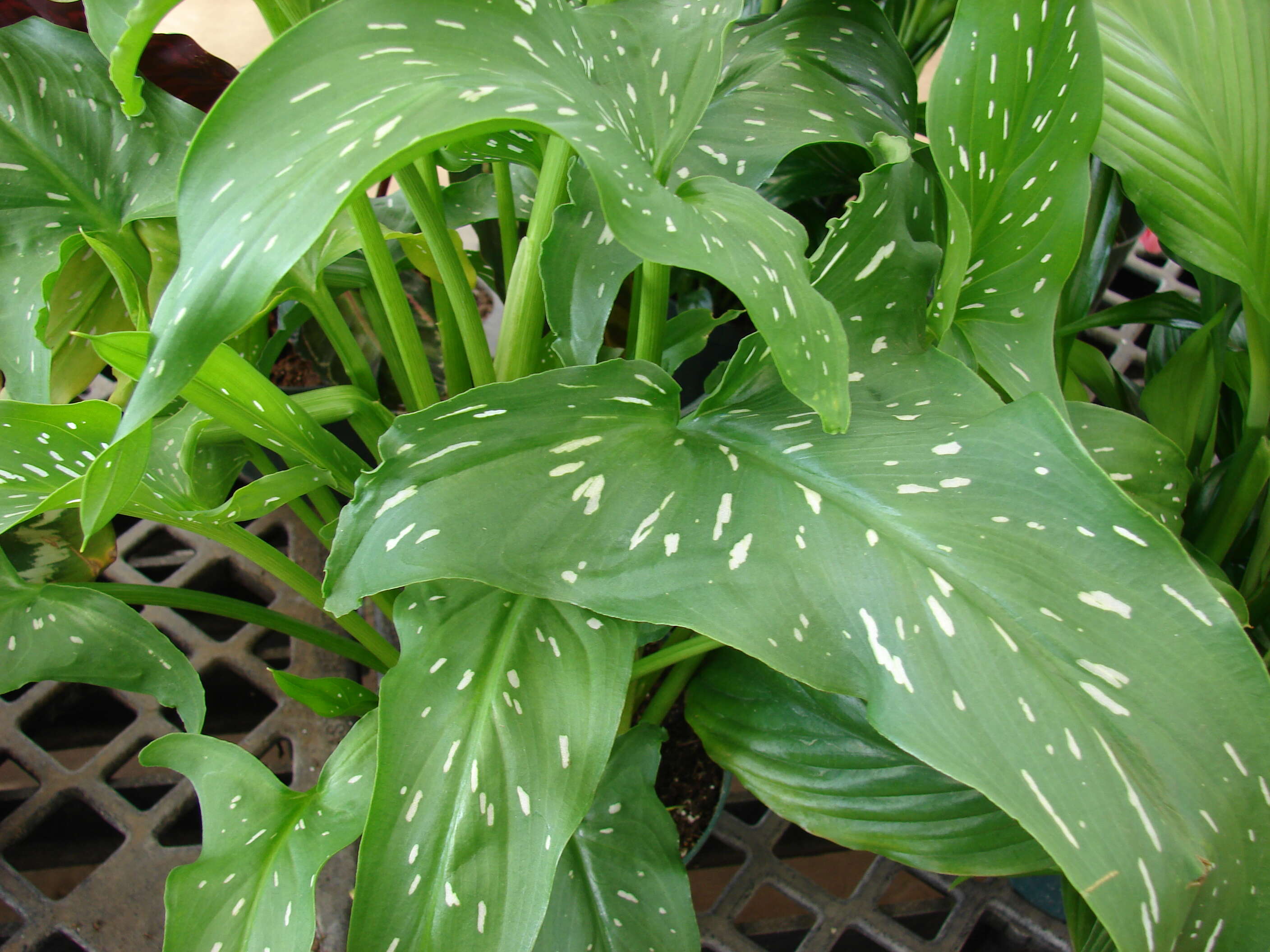 Image of spotted calla lily