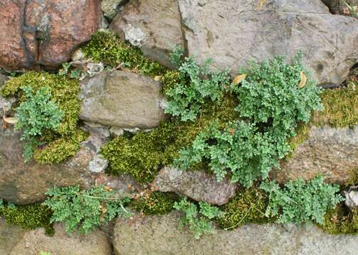 Image of Wall-rue