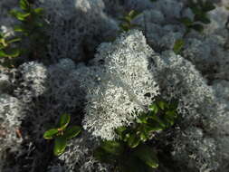 Image of Reindeer lichen