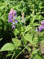 Image of two-leaf vetch