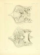 Gymnura altavela (Linnaeus 1758)的圖片