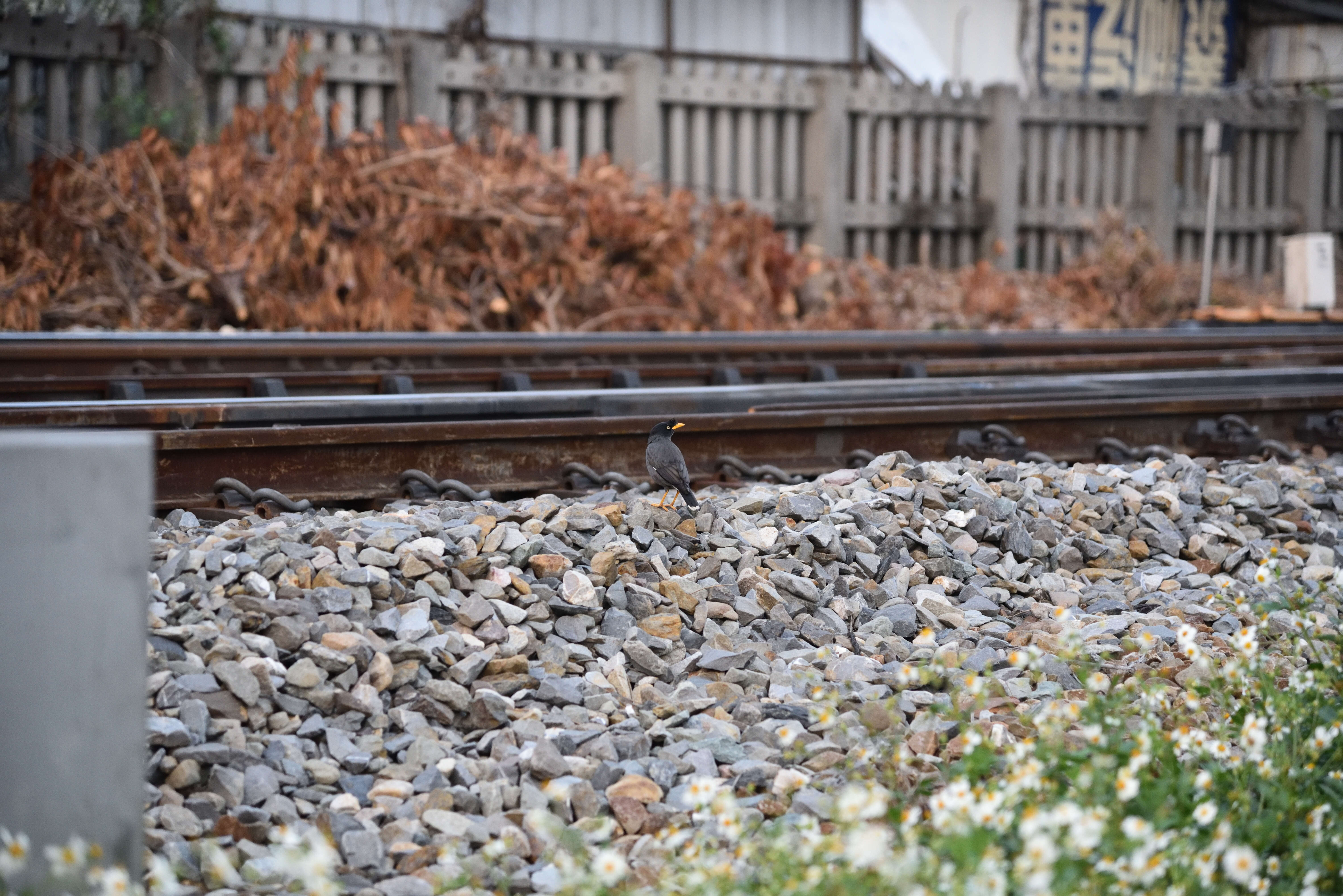 Image of Crested Myna