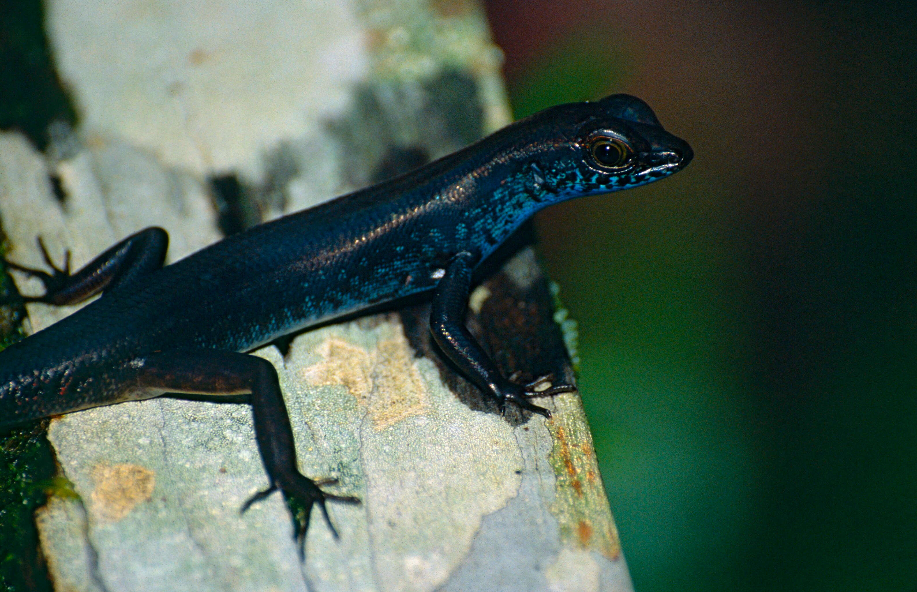 Image of blue-headed forest skink