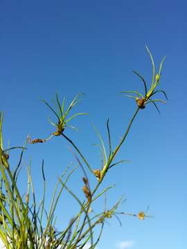 Juncus bulbosus L. resmi