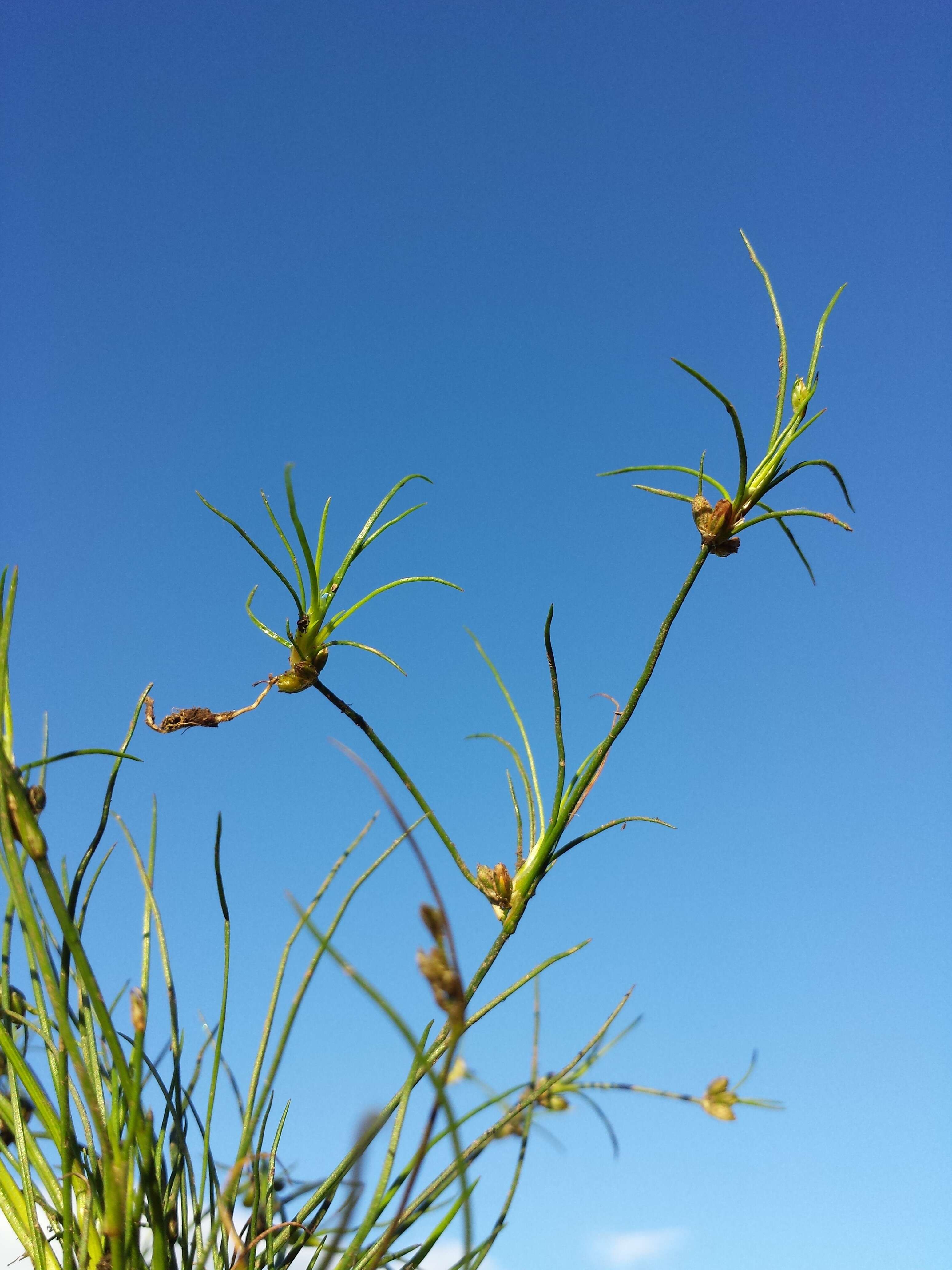 Juncus bulbosus L.的圖片