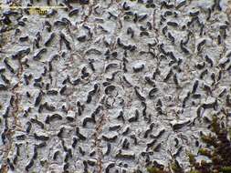 Image of script lichen