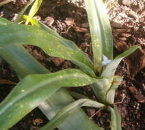 Image of Ronnbergia aciculosa