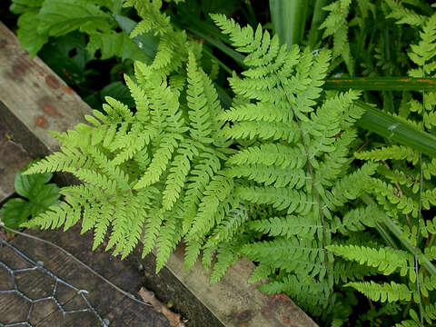 Image of Marsh Fern