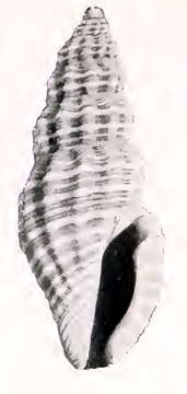 Image de Pyrgocythara scammoni (Dall 1919)