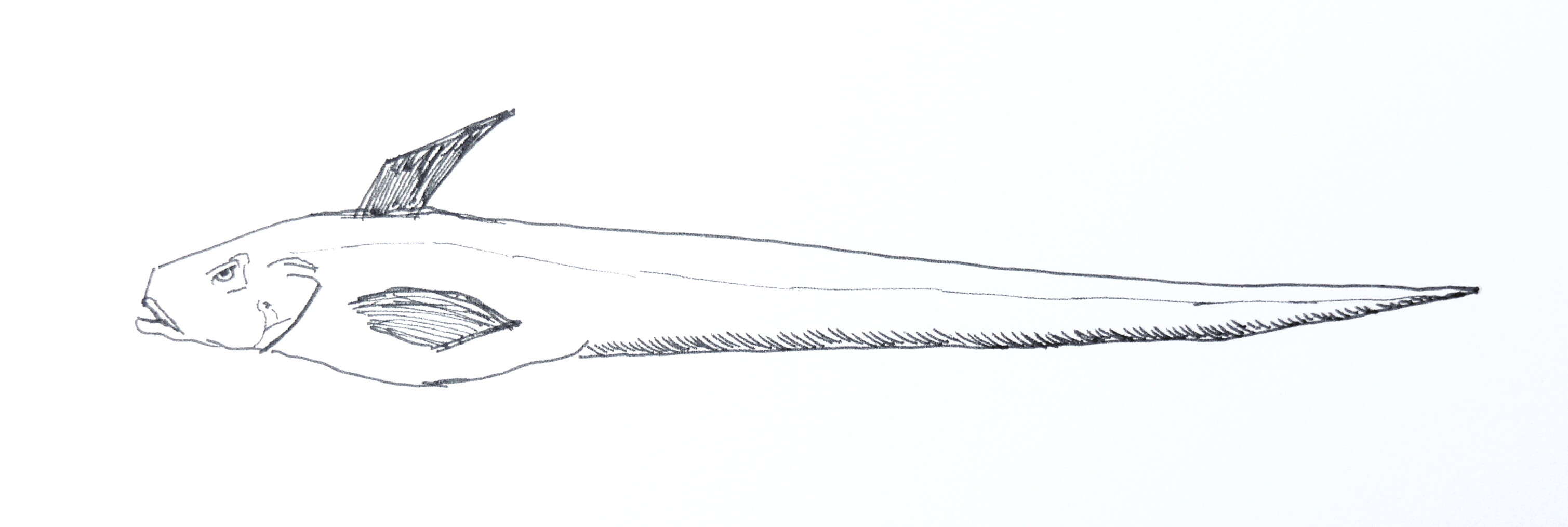 Image of Deep water ateleopid fish