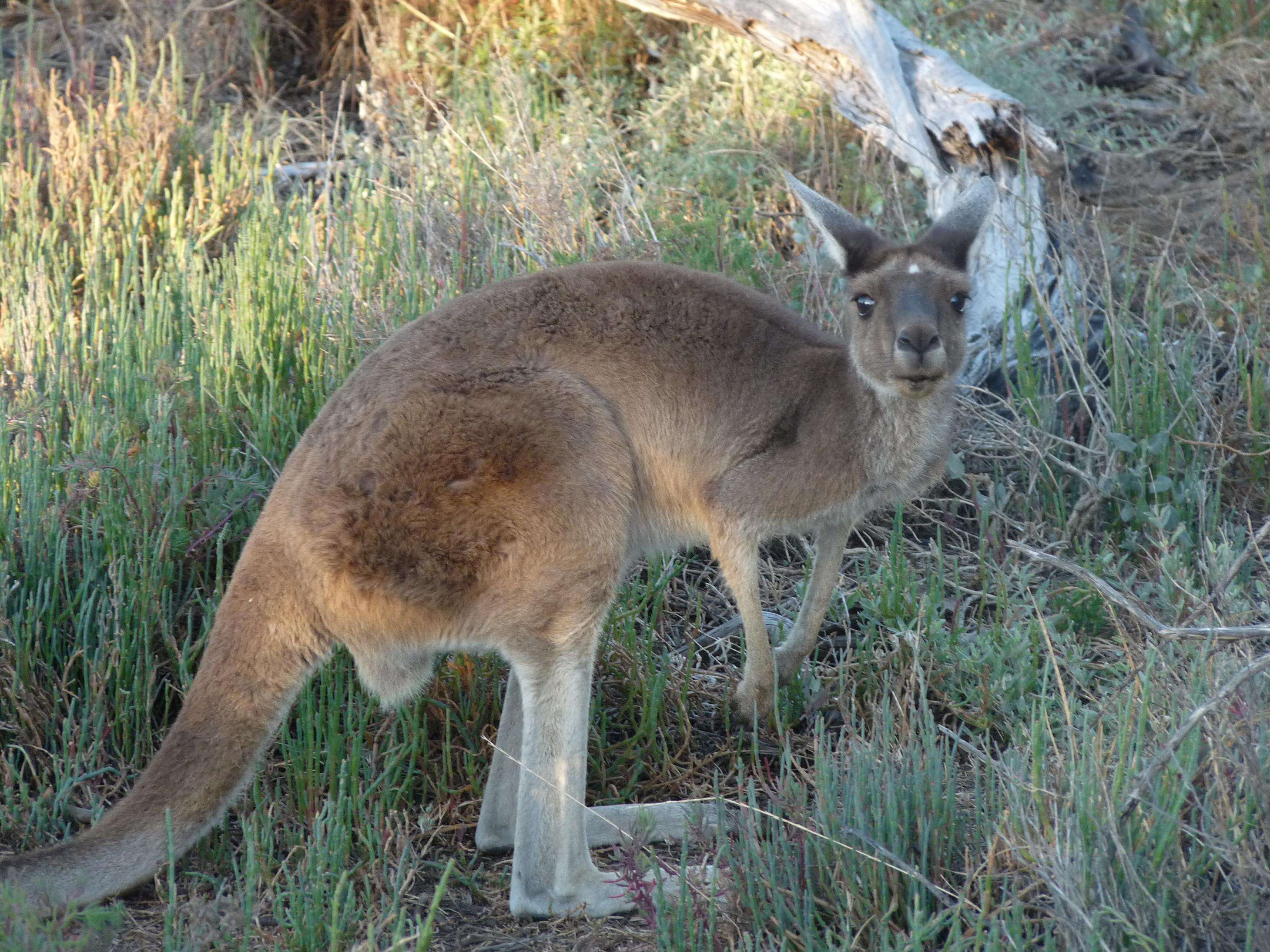 Image of Kangaroo Island Western Grey Kangaroo