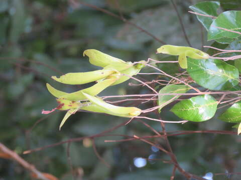 Image of Hopea parviflora Bedd.