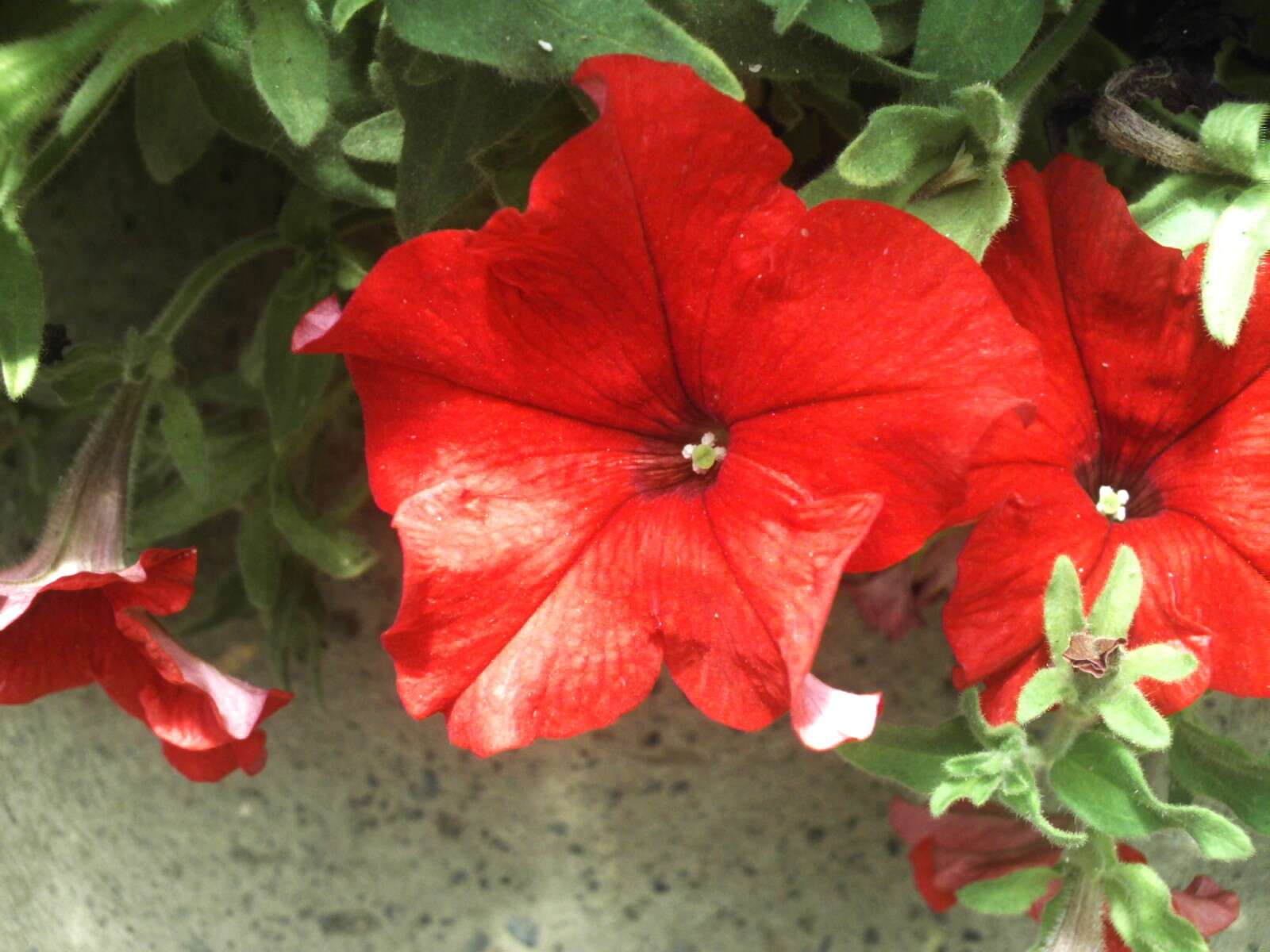 Image of petunia