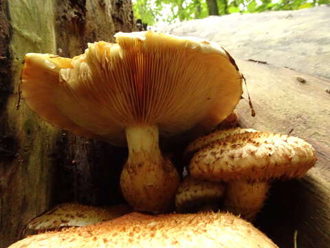 Pholiota squarrosa (Vahl) P. Kumm. 1871 resmi