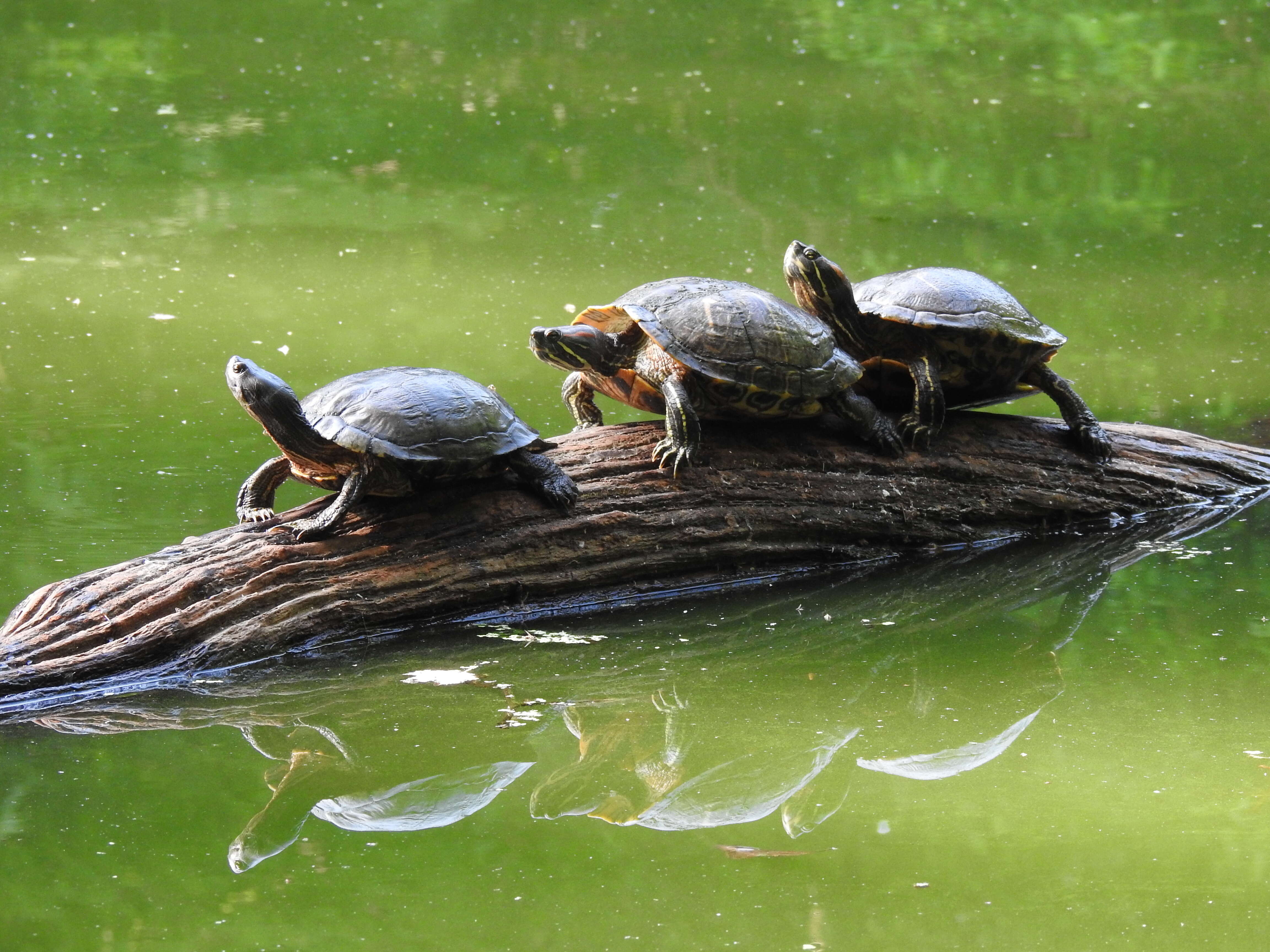 Image of slider turtle, red-eared terrapin, red-eared slider