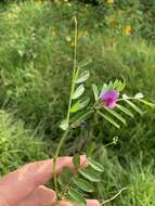 Image of Common Vetch