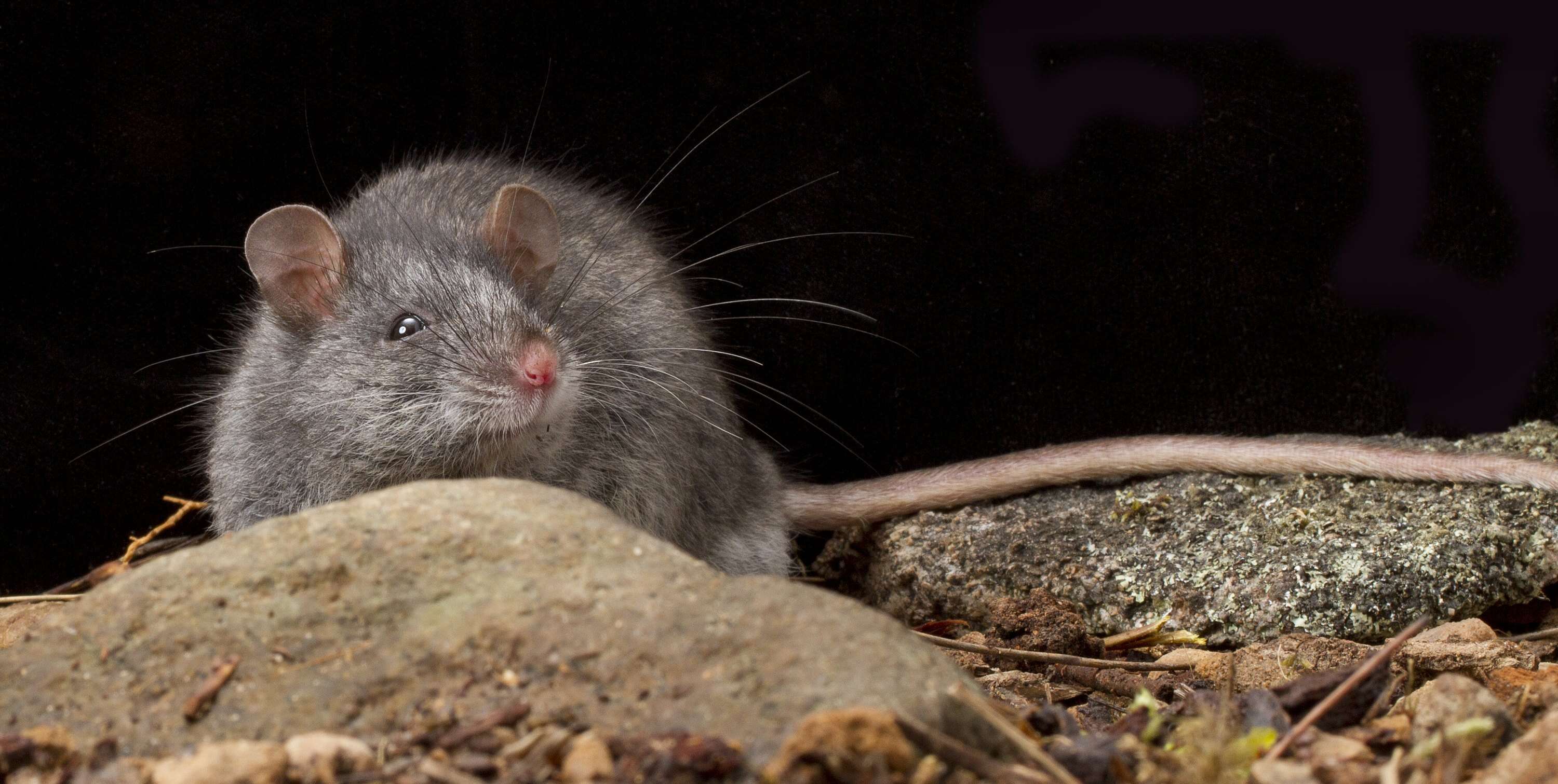 Image of Smoky Mouse