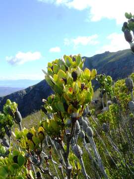 Image of Leucadendron immoderatum Rourke