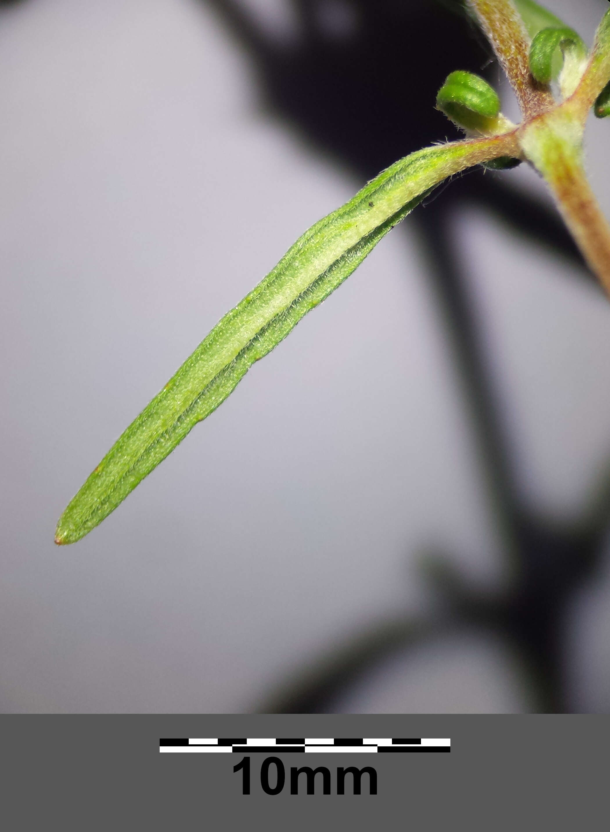 Image of Red hemp-nettle