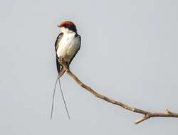 Image of Wire-tailed Swallow