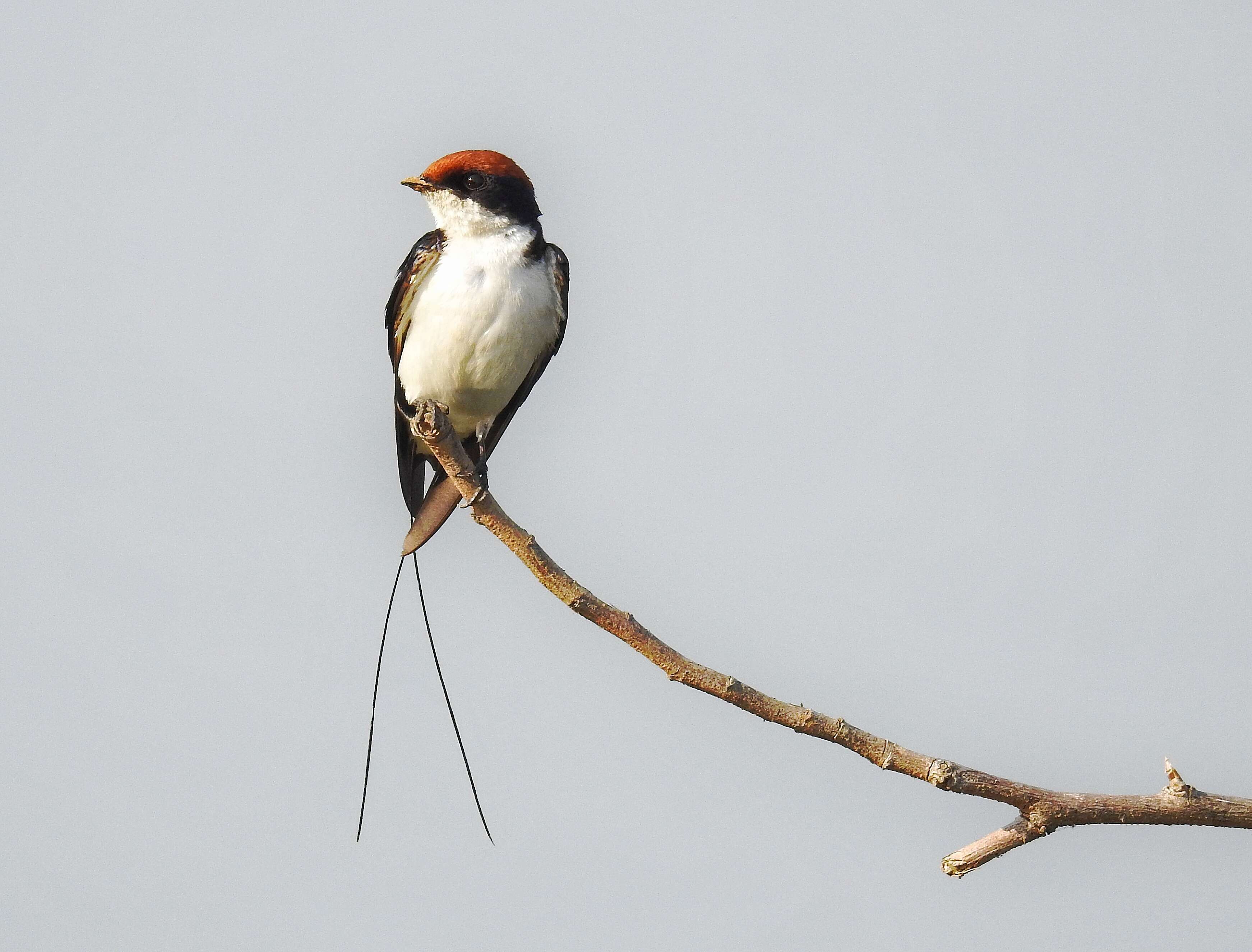 Image of Wire-tailed Swallow