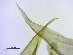 Image of antitrichia moss