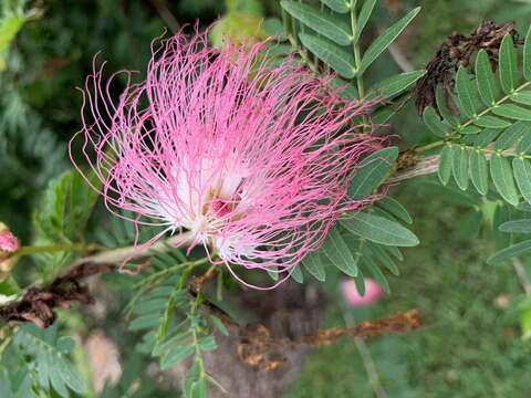 Image of Surinamese stickpea