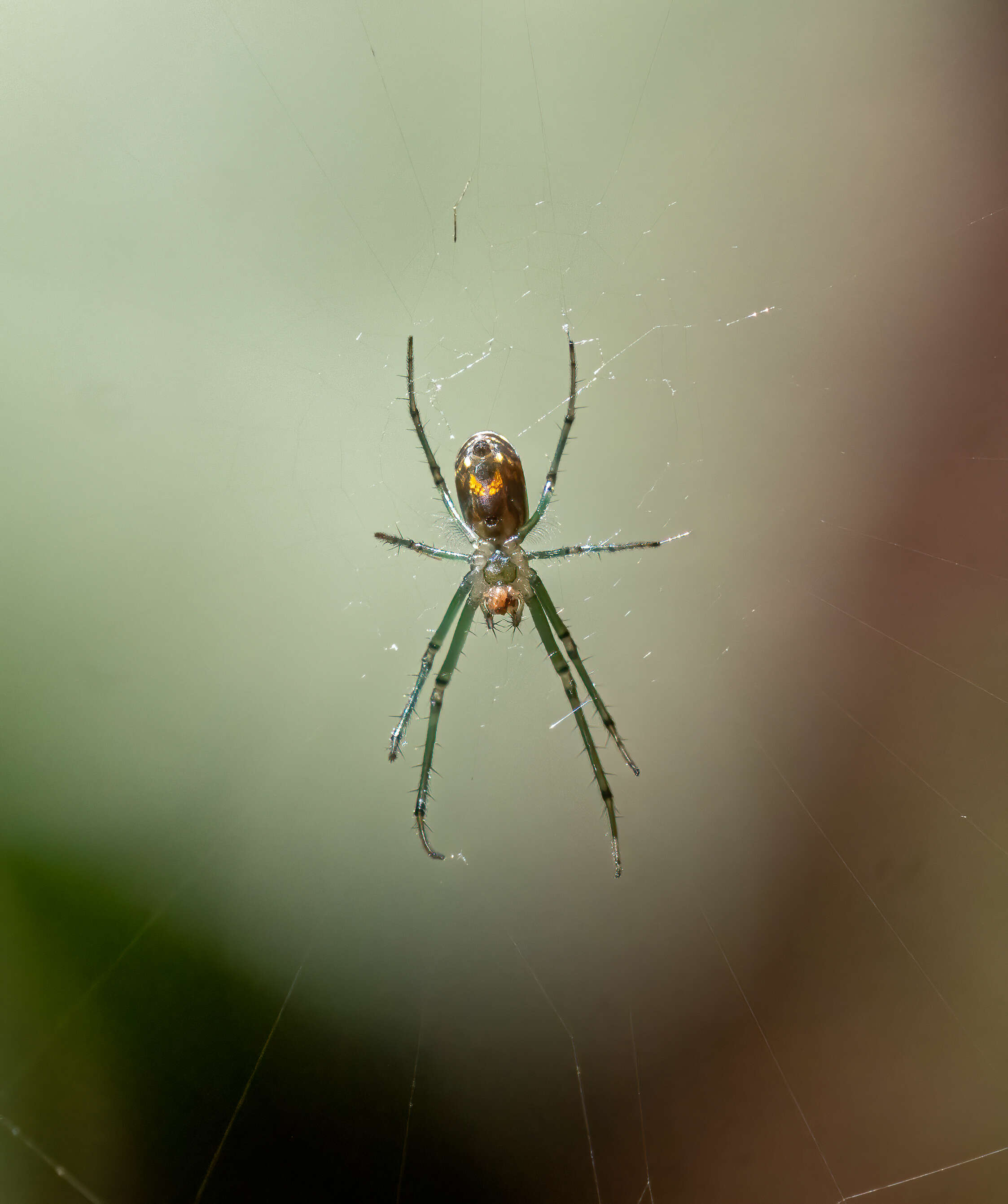 Image of Leucauge venusta (Walckenaer 1841)